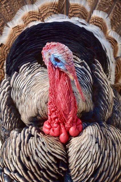 Wild Turkey by Joan DiSanto